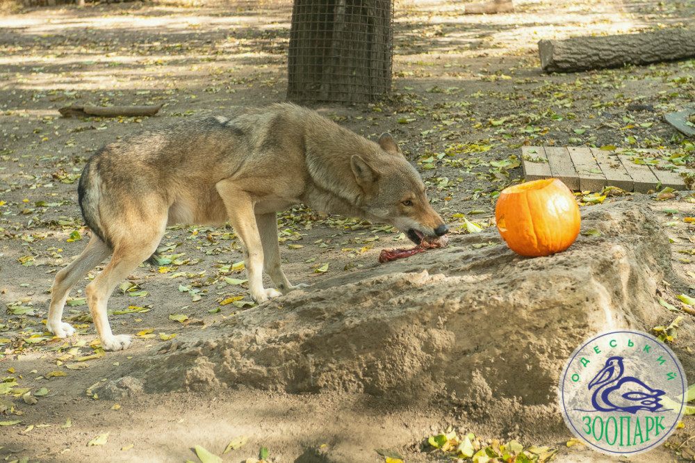 4739 image for slide