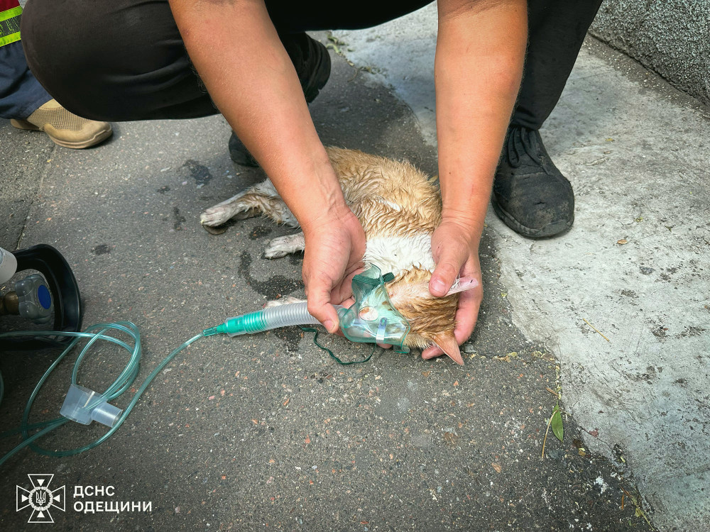 7778 image for slide